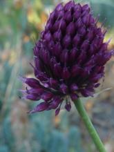 Allium sphaerocephalon