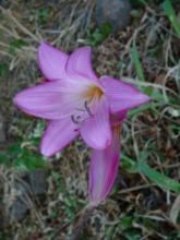 Amaryllis belladonna Picottee form