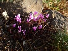 Cyclamen graecum