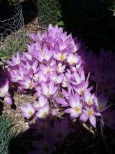 Colchicum speciosum