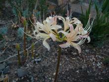 Lycoris elsae