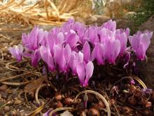 Cyclamen graecum mid-pink