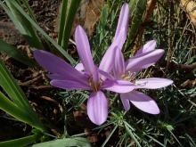 Colchicum lingulatum