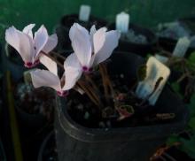 Cyclamen mirabile ex Tilebarn Nicholas