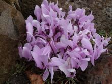 Cyclamen graecum pale-pink