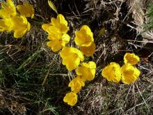 Sternbergia lutea