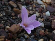 unknown little Colchicum