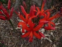 Nerine fothergilla Major