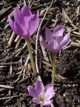 Colchicum not sibthorpii