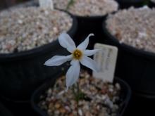 Narcissus obsoletus