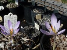 Crocus serotinus ssp salzmannii and Crocus asumaniae