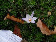 Crocus emerging thru Haplopappus coronipifolius