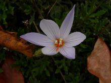 Crocus pulchellus