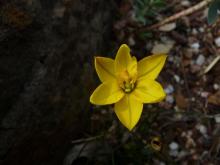 Ipheion hirtellum