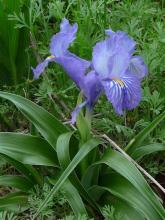 Iris planifolia