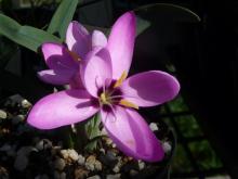 Hesperantha humilis