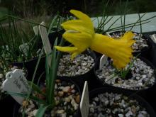 Narcissus 'Papa Snoz'