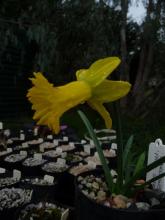 Narcissus 'Papa Snoz'