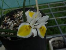 Moraea macronyx