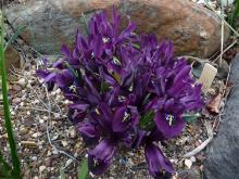 Iris histrioides 'George'