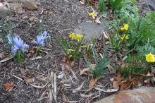 Iris Cantab with mini daffs