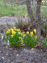 Narcissus Jumblie