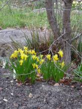 Narcissus 'Jumblie'