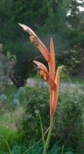 Gladiolus abbreviatus