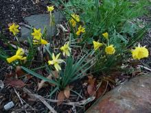 mini-daffs from Keira Bulbs