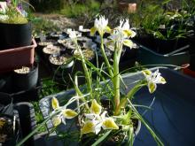 Moraea macronyx