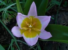 Tulipa bakeri 'Lilac Wonder'