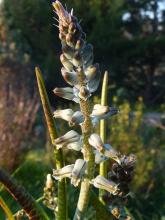 Lachenalia bolusii