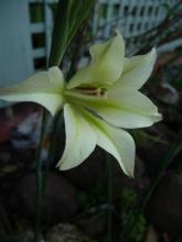 Gladiolus tristis