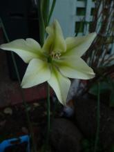 Gladiolus tristis