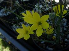 Geissorhiza ornithogaloides