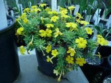 Otto's dionysia