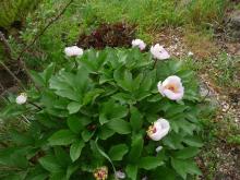 Paeonia kesrouanensis