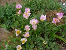 Tulipa bakeri 'Lilac Wonder'