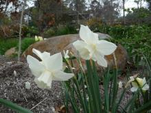 Narcissus 'Pueblo' 7 WW