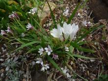 Freesia sparrmanii with a typical freesia for comparison