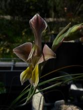 Gladiolus virescens