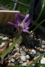 Brodiaea terrestris