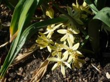 Triteleia 'Startlight'