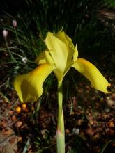 .Moraea.spathulata.