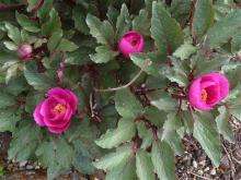 Paeonia cambessedesii