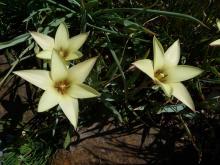 Tulipa clusiana 'Cynthia'