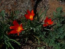 Tulipa albertii