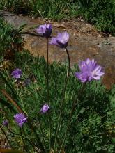 Dichelostemma pulchellum