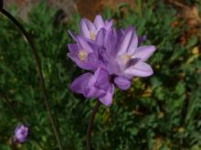 Dichelostemma pulchellum