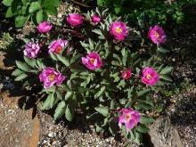 Paeonia cambessedesii